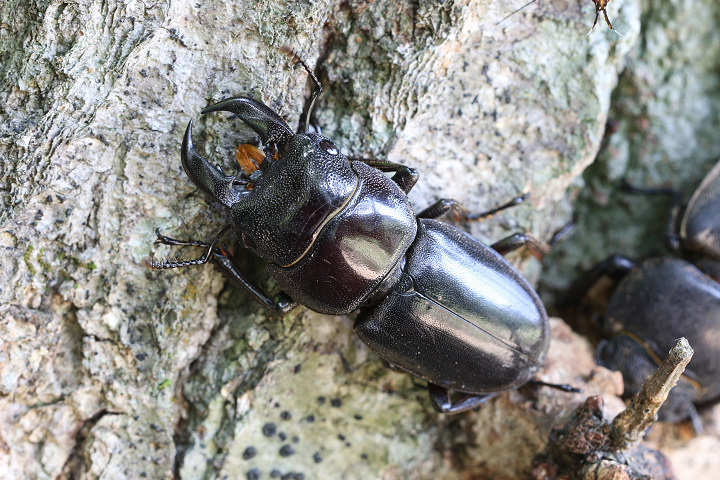 ツシマヒラタクワガタ