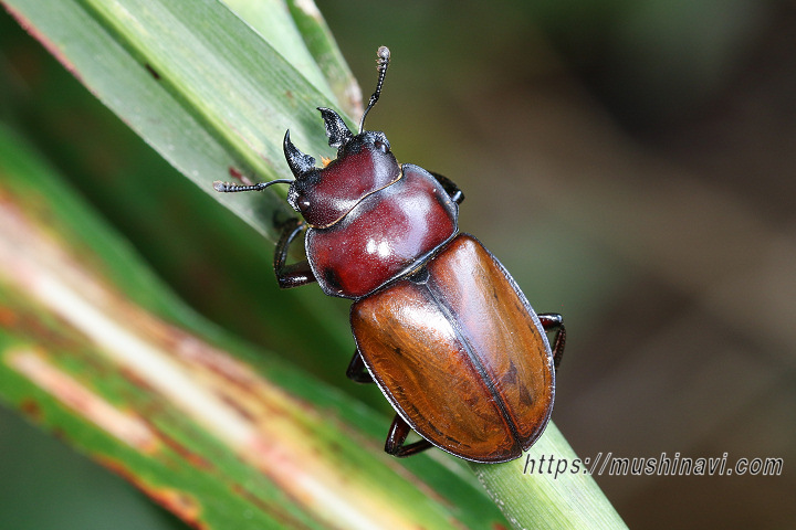 チャイロマルバネクワガタ
