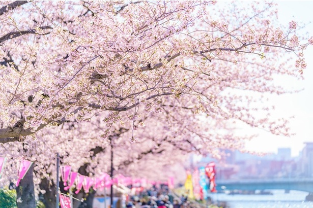 今週末(3月22日・23日)の天気はお花見向き？より楽しいお花見のための