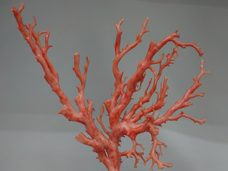 高知の珊瑚ブローチ大 小菊B -【当店限定】すべて1点もの、高知から