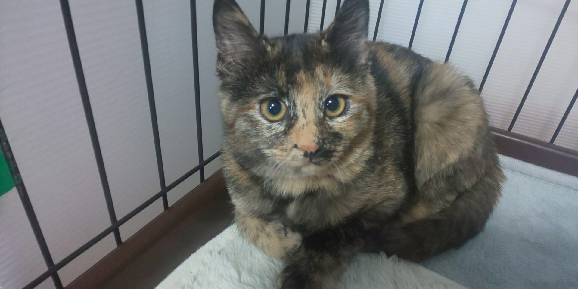 新川ビビ – ニャン友ねっとわーく北海道