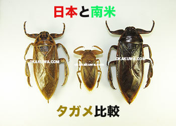 タガメ巨大！とスポーツの秋へ。: 三足のわらじ