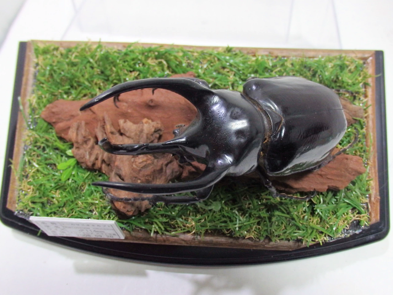 スマトラコーカサスオオカブト♂114mm ジオラマ標本 | オオクワ京都