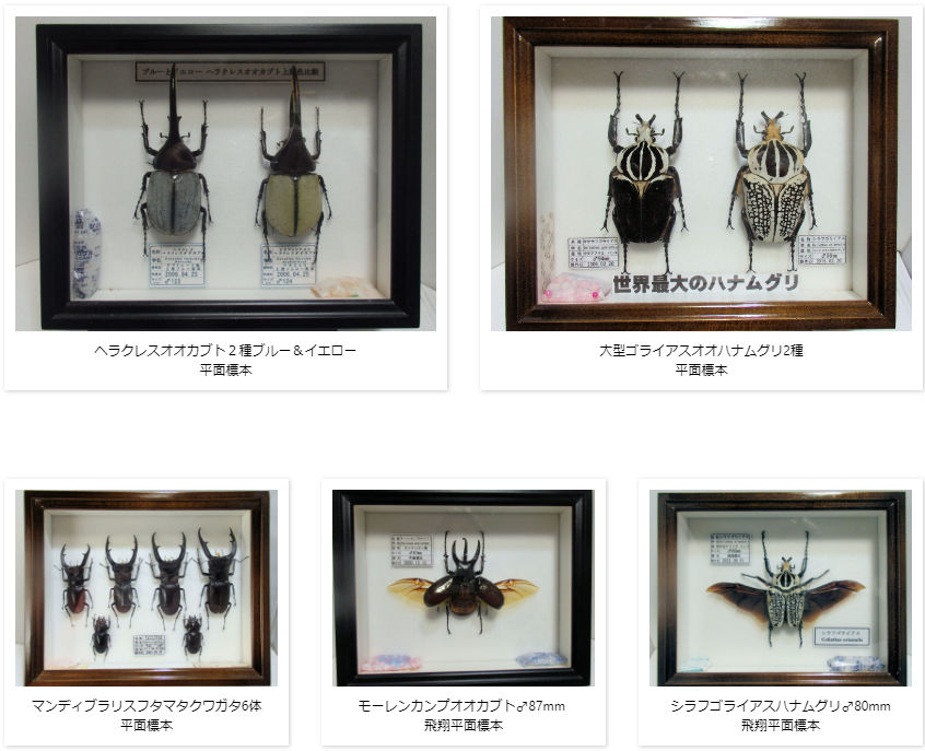 リッキーヘラクレスオオカブト♂153mm,♀64mm ジオラマ標本 | オオクワ