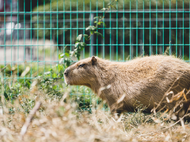 カピバラ - 大牟田市動物園 Omuta City Zoo
