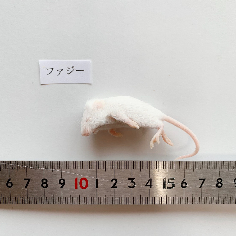 最短当日発送】冷凍マウス ファジー10匹パック ～6g｜リトルモンスター
