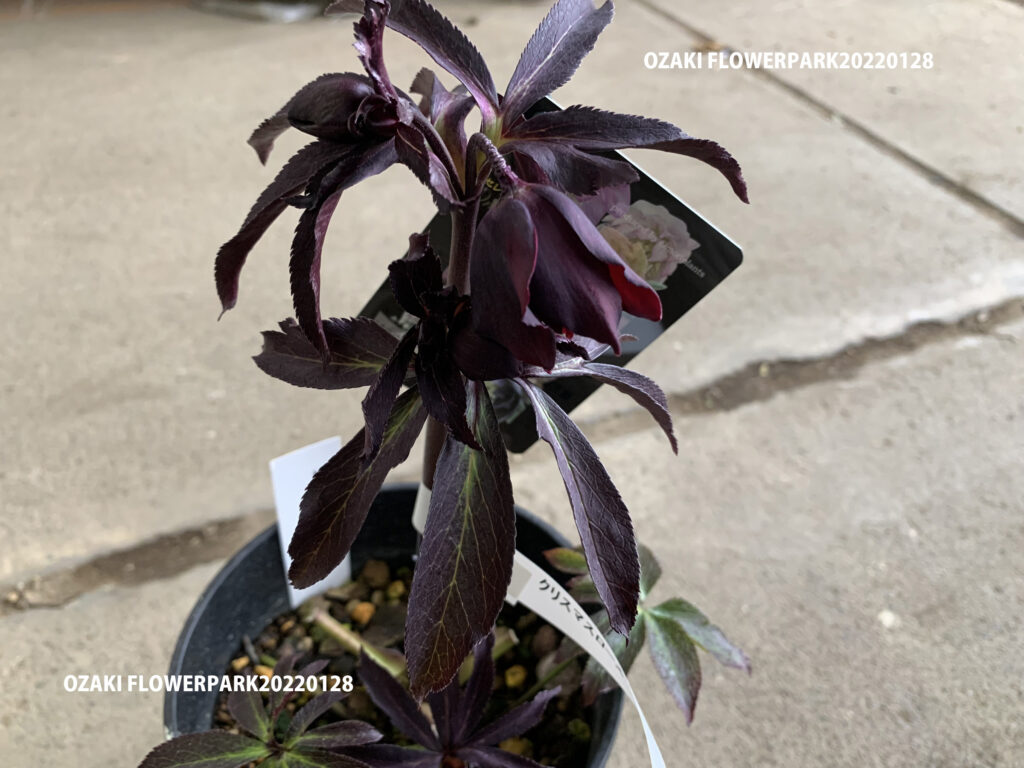 1F|明日販売予定のクリスマスローズ情報 | オザキフラワーパーク