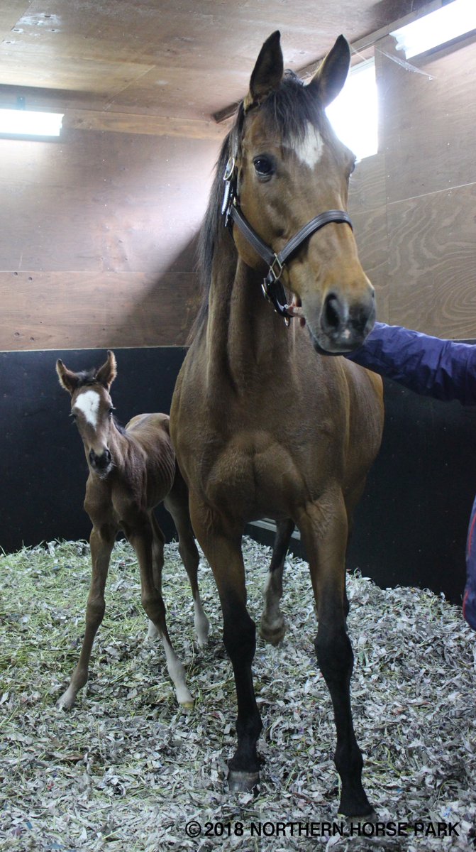 ジェンティルドンナ に待望の第3仔が誕生しました♫ これまでのどの仔
