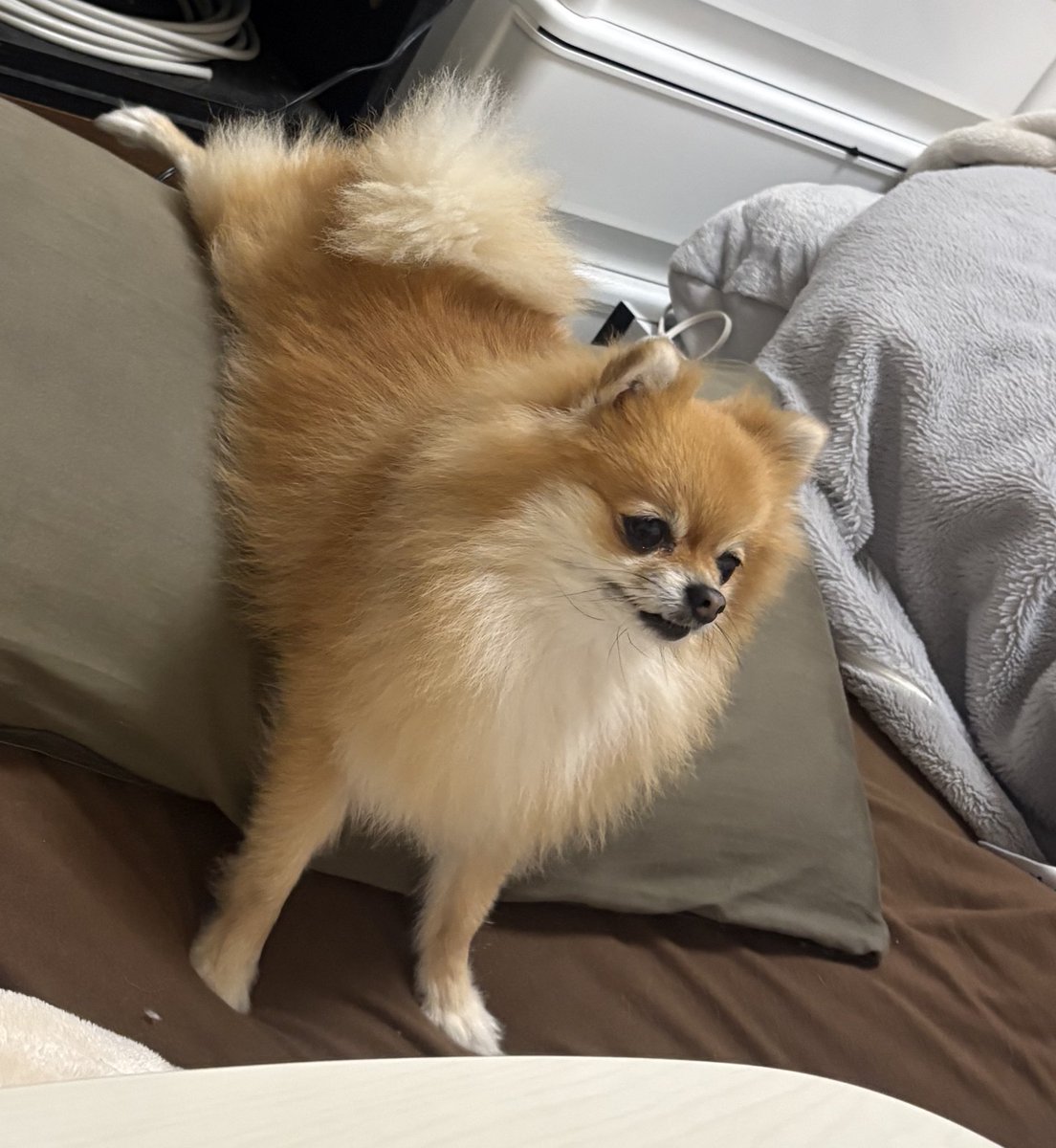 ぽめらにあんのぽんず (@ponzuchan_0901) / Posts / X