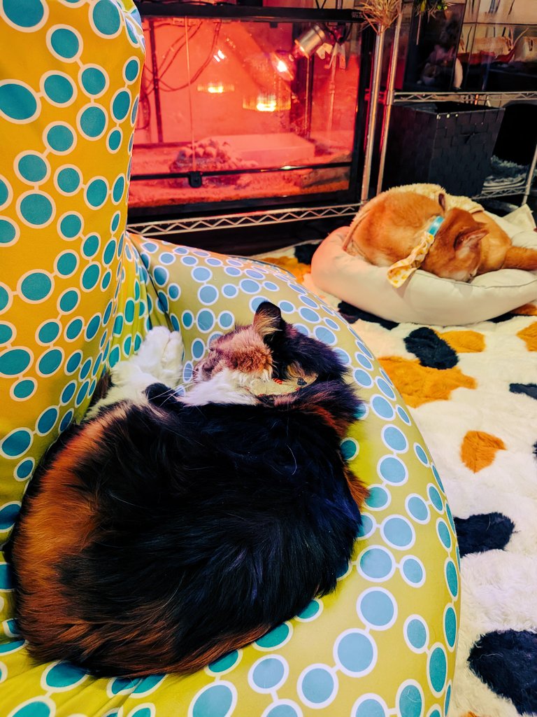 制作以外のタスクがテンコ盛りで動画出せてないけど…元気だよ！