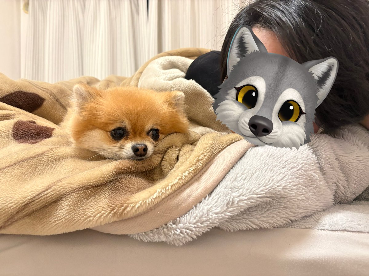 ぽめらにあんのぽんず (@ponzuchan_0901) / Posts / X