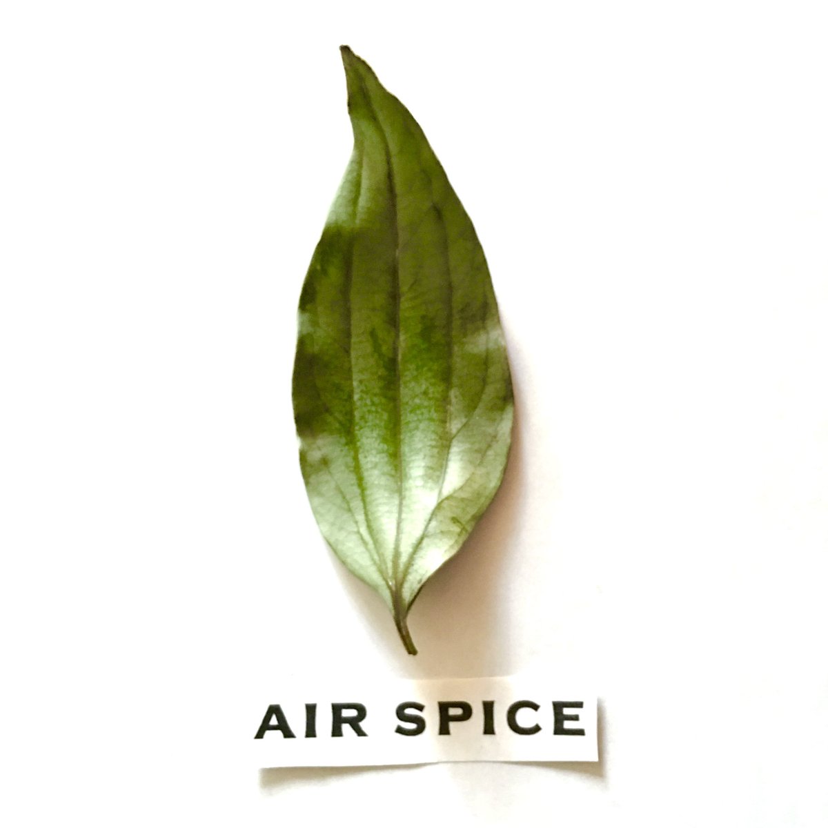 水野仁輔（AIR SPICE / EATME CURRY） (@AIRSPICE_mizuno) / Posts / X