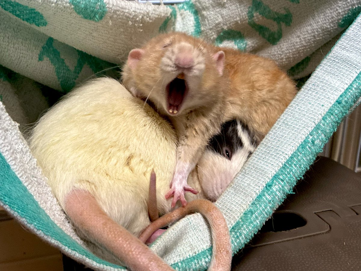 エキゾチックアニマル