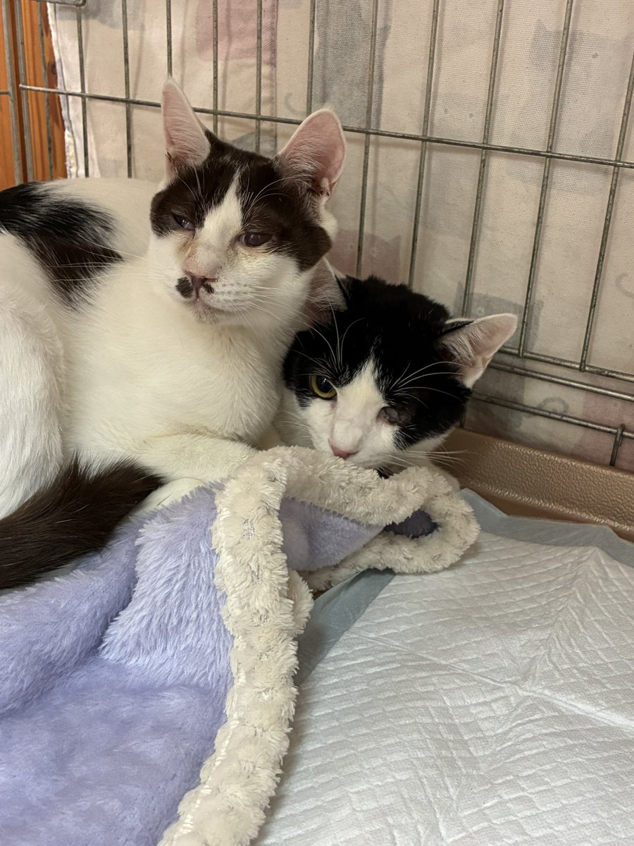 NPO法人 ニャン友ねっとわーく 北海道 (@nyantomo_net) / Posts / X