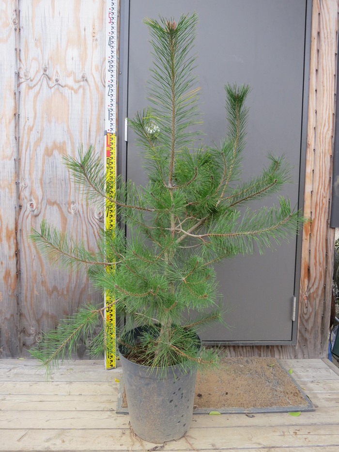 アカマツ 赤松 苗木 販売 画像 写真 価格 値段 庭木 安行 植木 : 田中