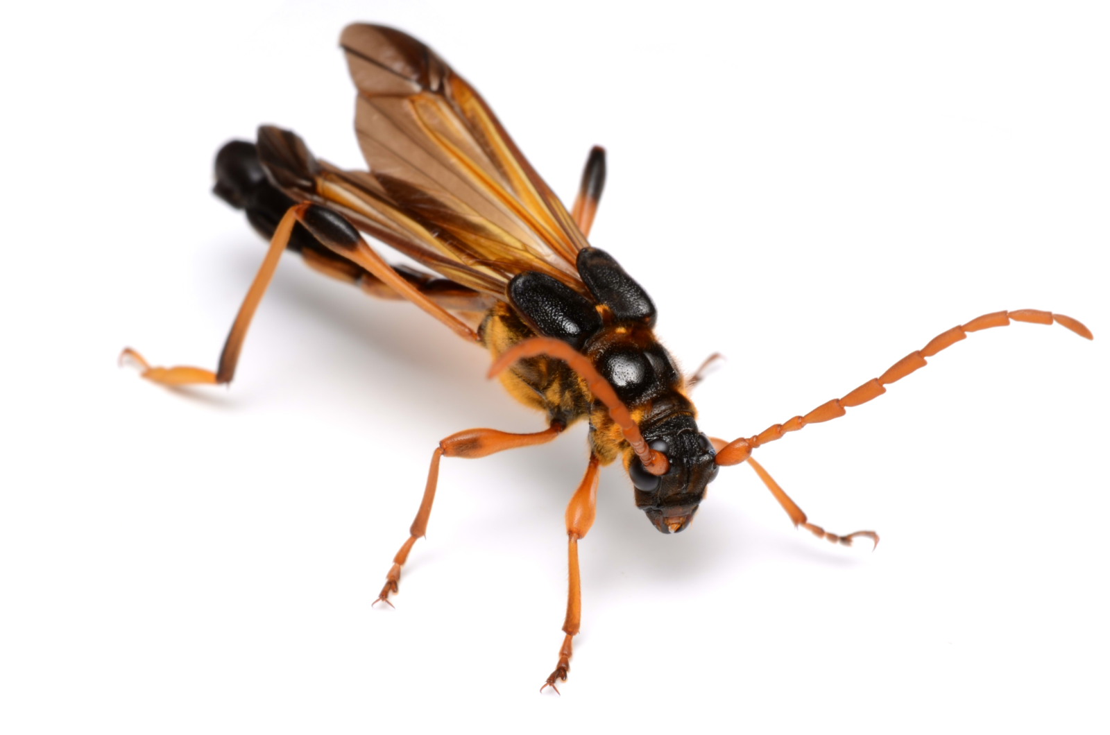 オニホソコバネカミキリ : 蠢蝦螽蟷昆蟲記