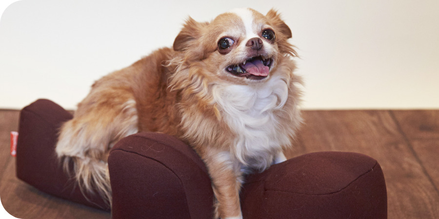 リラクッション トイプードルサイズ チャコールグレー: 300｜業務用