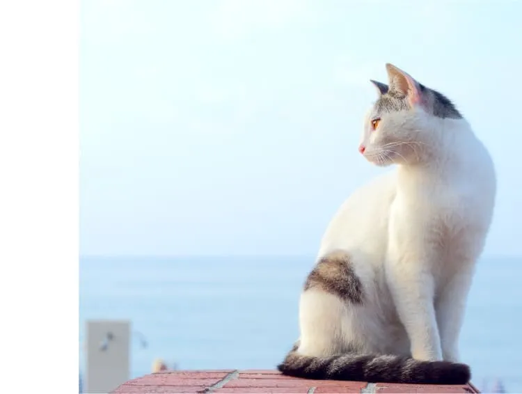 エリザベスキャットフード サーモン公式通販サイト-[マッサンペットフーズ]