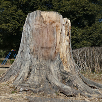 PANASONIC(パナソニック)のデジタルカメラLUMIX DC-TZ90 で撮影した