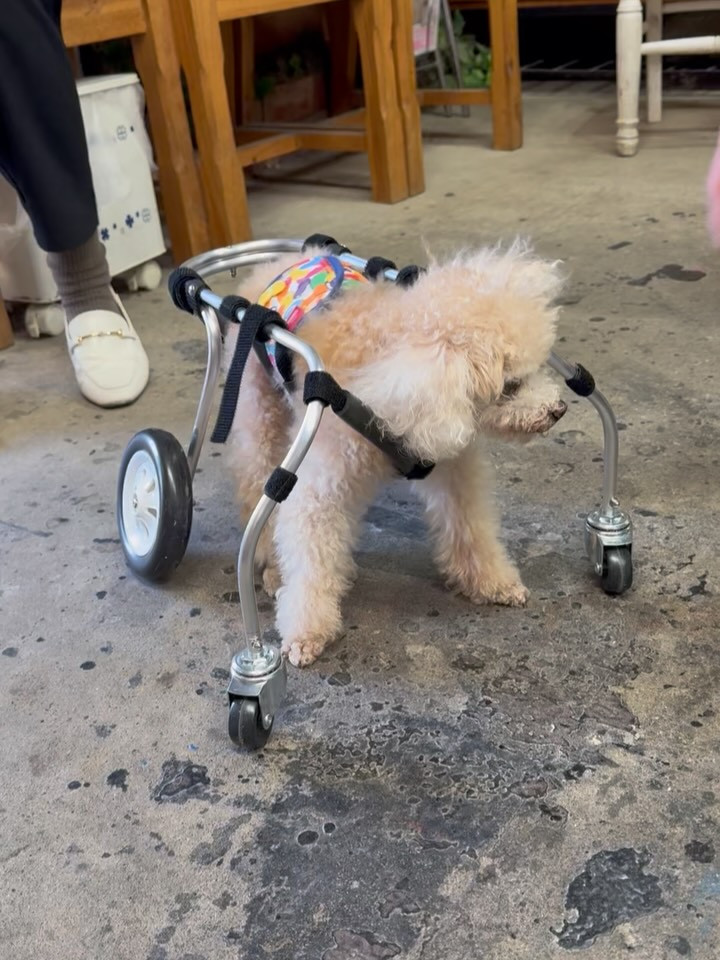 お知らせ | ポチの車椅子