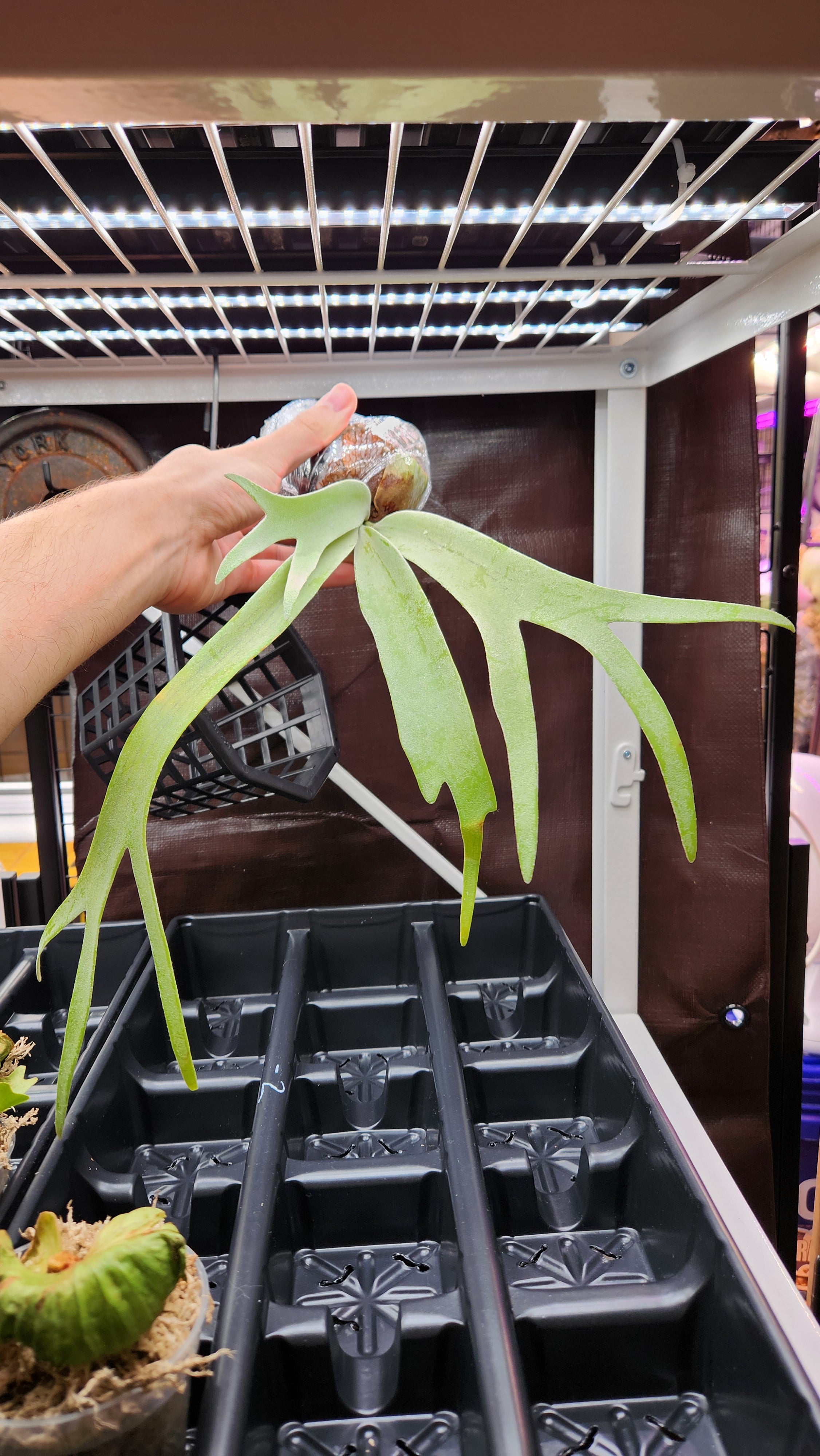 Platycerium willinckii 