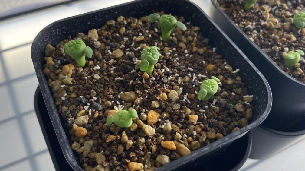 ユーフォルビア オベサ シンメトリ 実生1か月の記録 | MET PLANTS