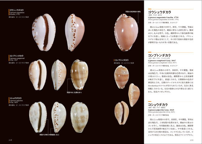 コレクター必見、計256種のタカラガイを収録した専門図鑑！】美麗な