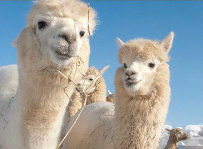 ベビーアルパカを使用した高級ブランケットがクラウドファンディング