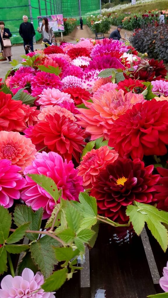 ミネちゃん日記「ダリア園、今が見ごろです！」 ｜ 立正佼成会 秋田教会