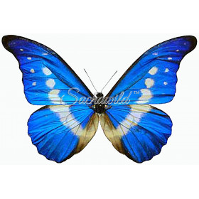 ペルー産の美しい青い蝶モルフォ・ディディウス