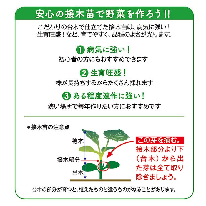 中玉トマト シンディーオレンジ 接木苗｜種（タネ）,球根,苗,資材