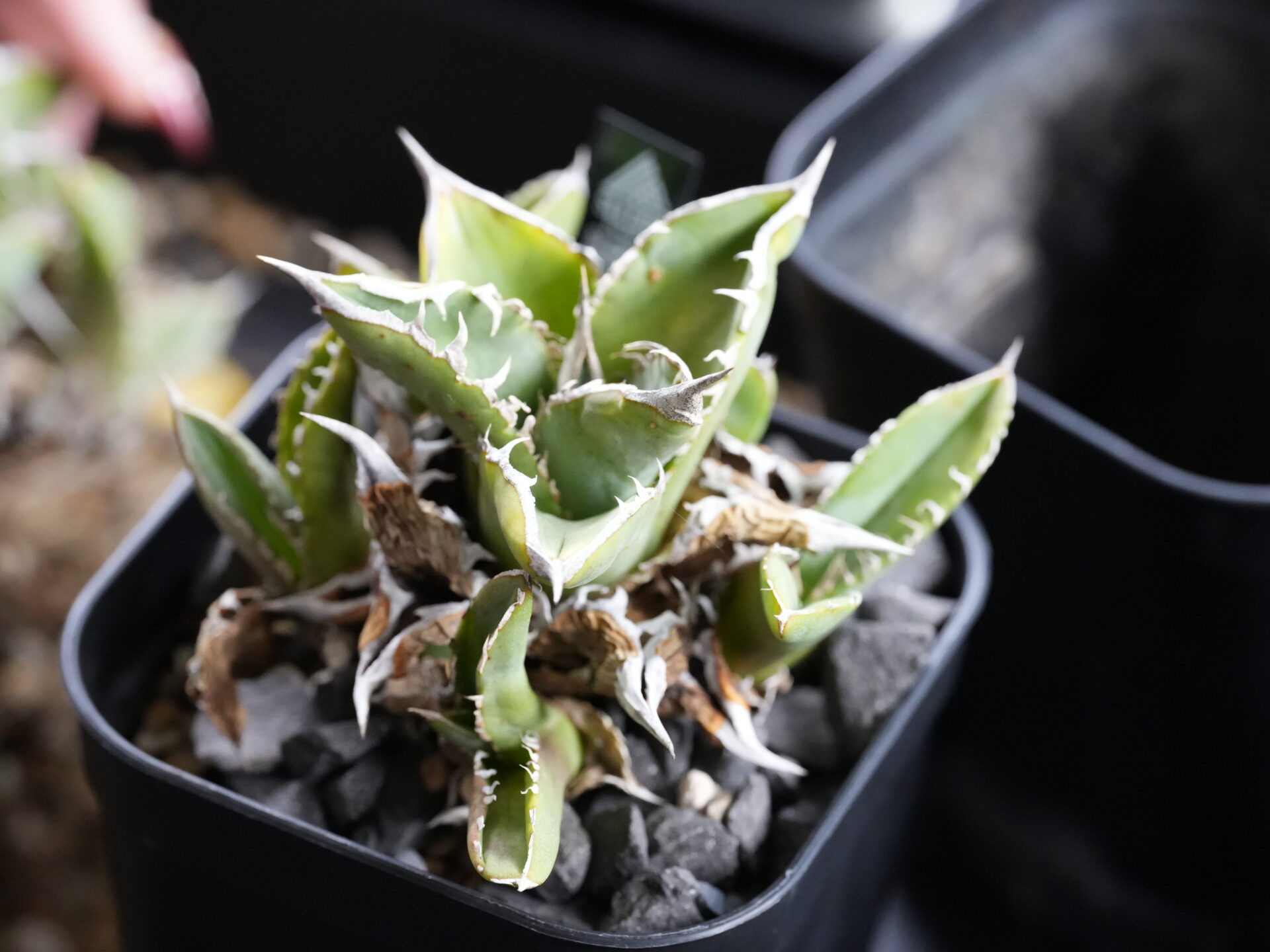 アガベの子株はいつ取る？正しいタイミングと育て方のコツ