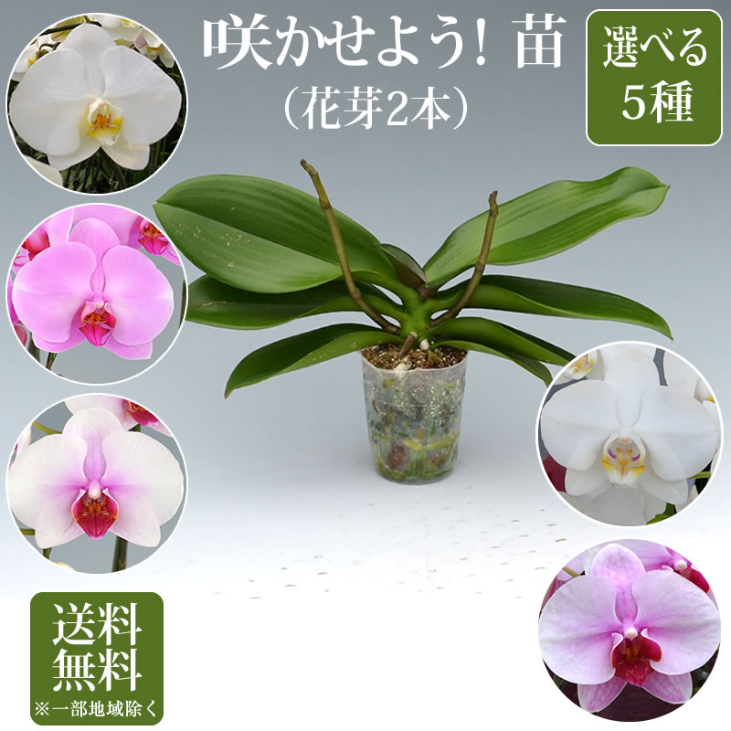 楽天市場】胡蝶蘭 苗(花芽無し)2鉢セット4,500円(税別)【胡蝶蘭 花苗