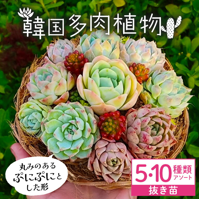 楽天市場】【ふるさと納税】 多肉植物 おまかせ 12ポット セット 多肉