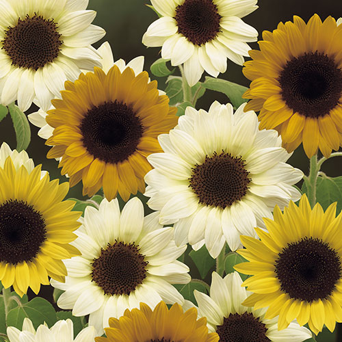 ひまわり・F1サンセットリッチ| 種・苗・ガーデニング用品の【タキイ