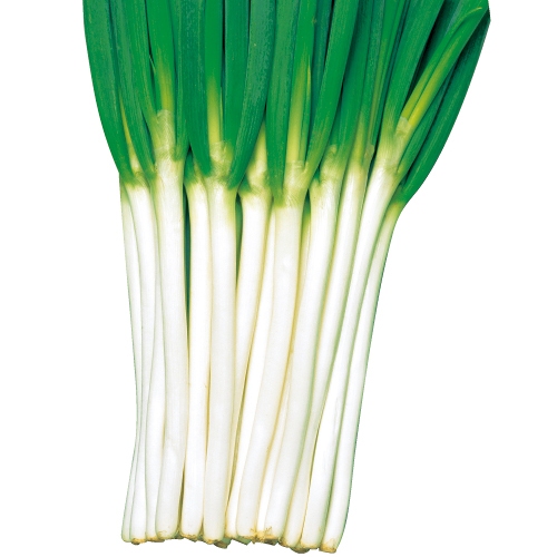 根深ネギ・ホワイトツリー| 種・苗・ガーデニング用品の【タキイネット