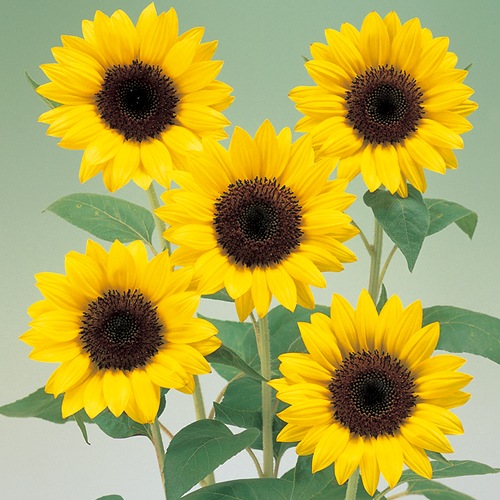 ひまわり・F1サマーサンリッチ レモン45| 種・苗・ガーデニング用品の