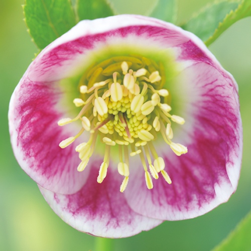 クリスマスローズ・パステリッシュストレイン| 種・苗・ガーデニング