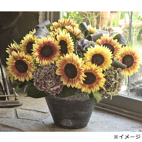 ひまわり・F1サンリッチ(R)ライチLD| 種・苗・ガーデニング用品の