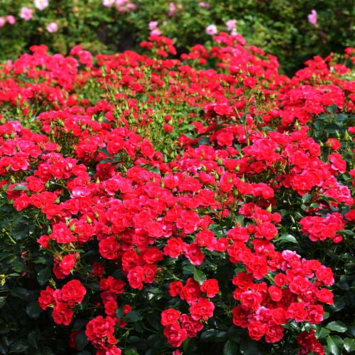 バラ・フラワーカーペット(R)ローズ ミニチェリー| 種・苗