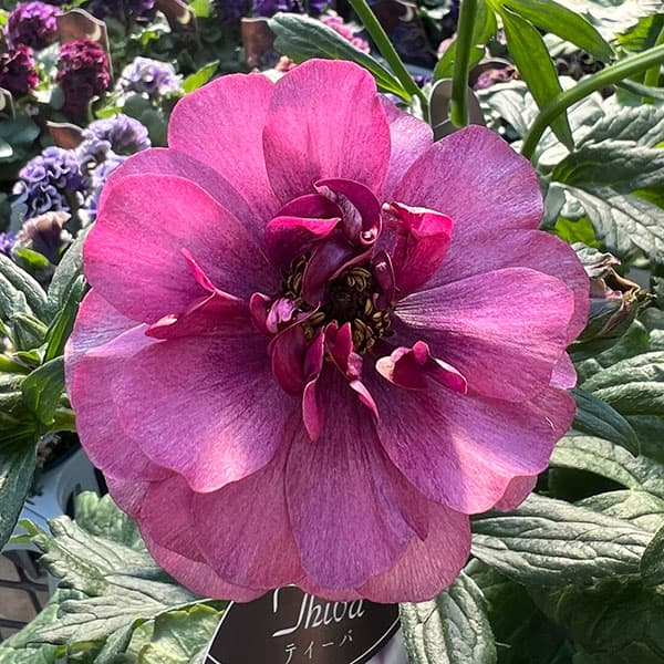 ラナンキュラス ラックス（花、ガーデニング）のおすすめ人気商品一覧