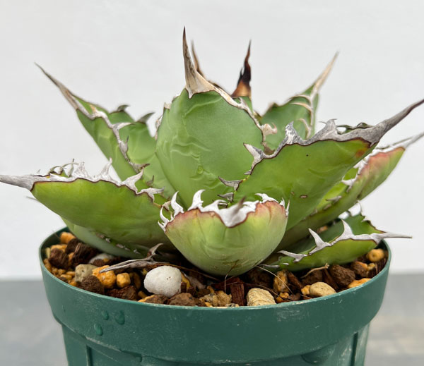 アガベのおすすめ人気商品一覧 通販 - Yahoo!ショッピング