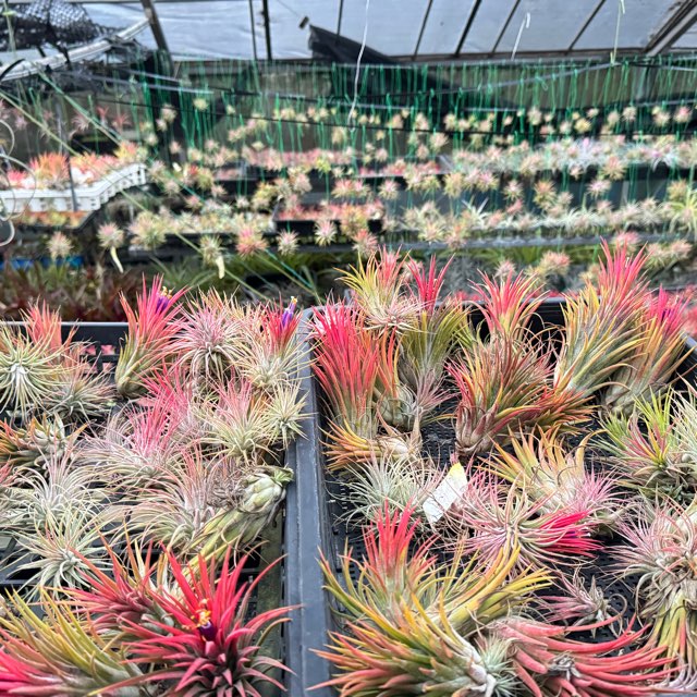 フラワーショップ江口Yahoo!店 - エアープランツ チランジア