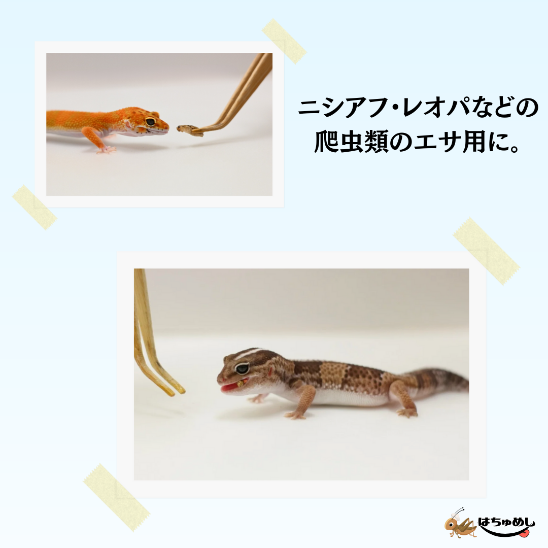 送料無料 国産冷凍コオロギ】選べるサイズ 2カップ 詰め合わせ はちゅ