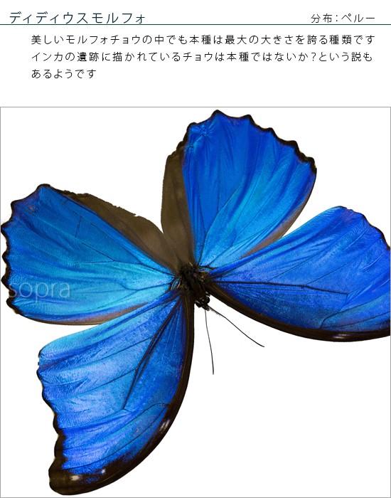 昆虫標本 蝶の標本 ディディウスモルフォ メタリック調ライトフレーム