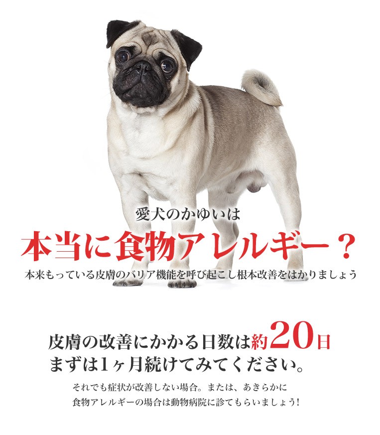 ロイヤルカナン（ROYAL CANIN） ミニ ダーマコンフォート 2kg / 小型犬
