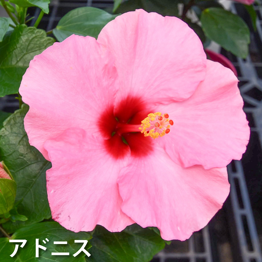 吉本花城園 ハイビスカス ハイビスキュース NEW ロングライフシリーズ