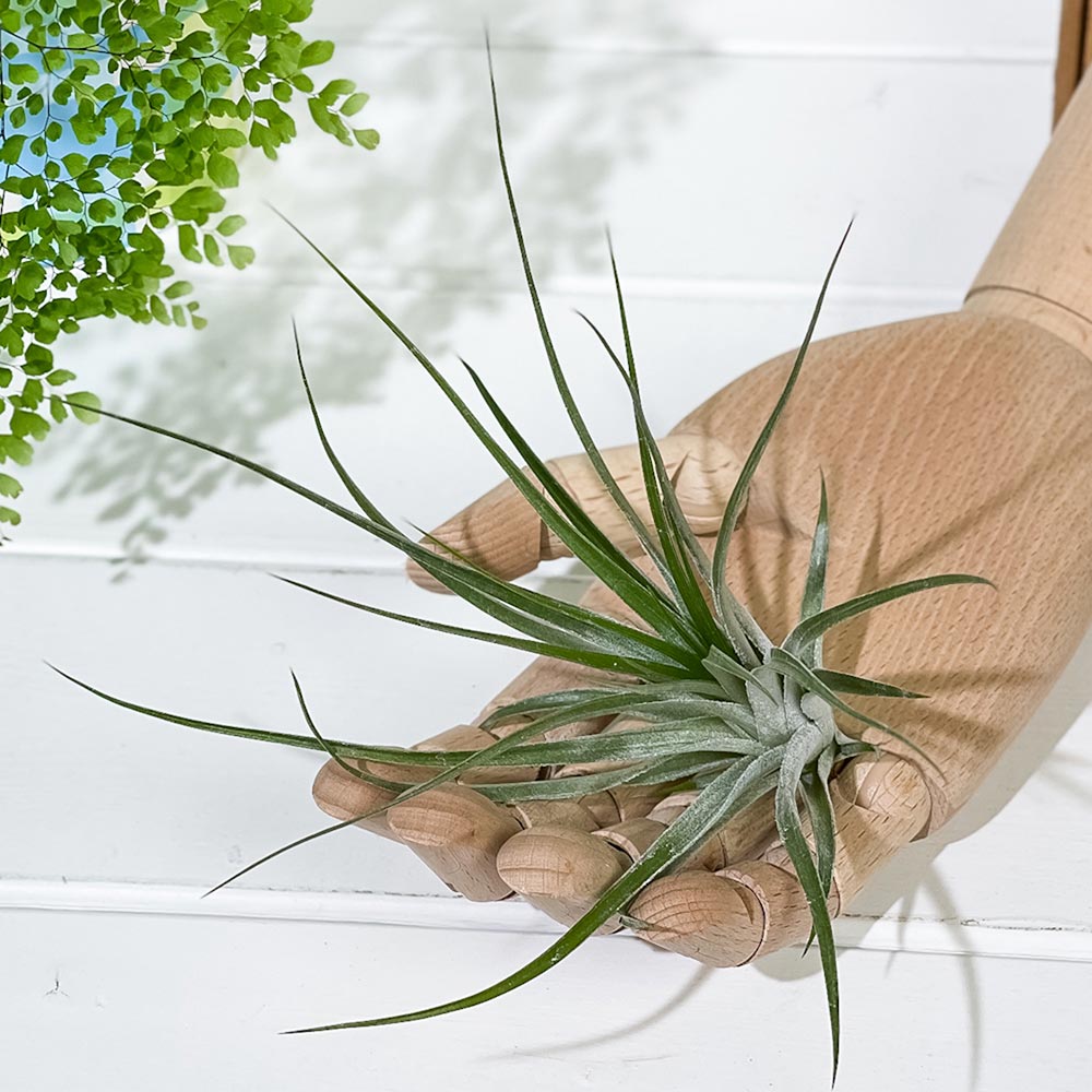 PLANCHU エアプランツ ティランジア ストリクタ ギガンティクス M