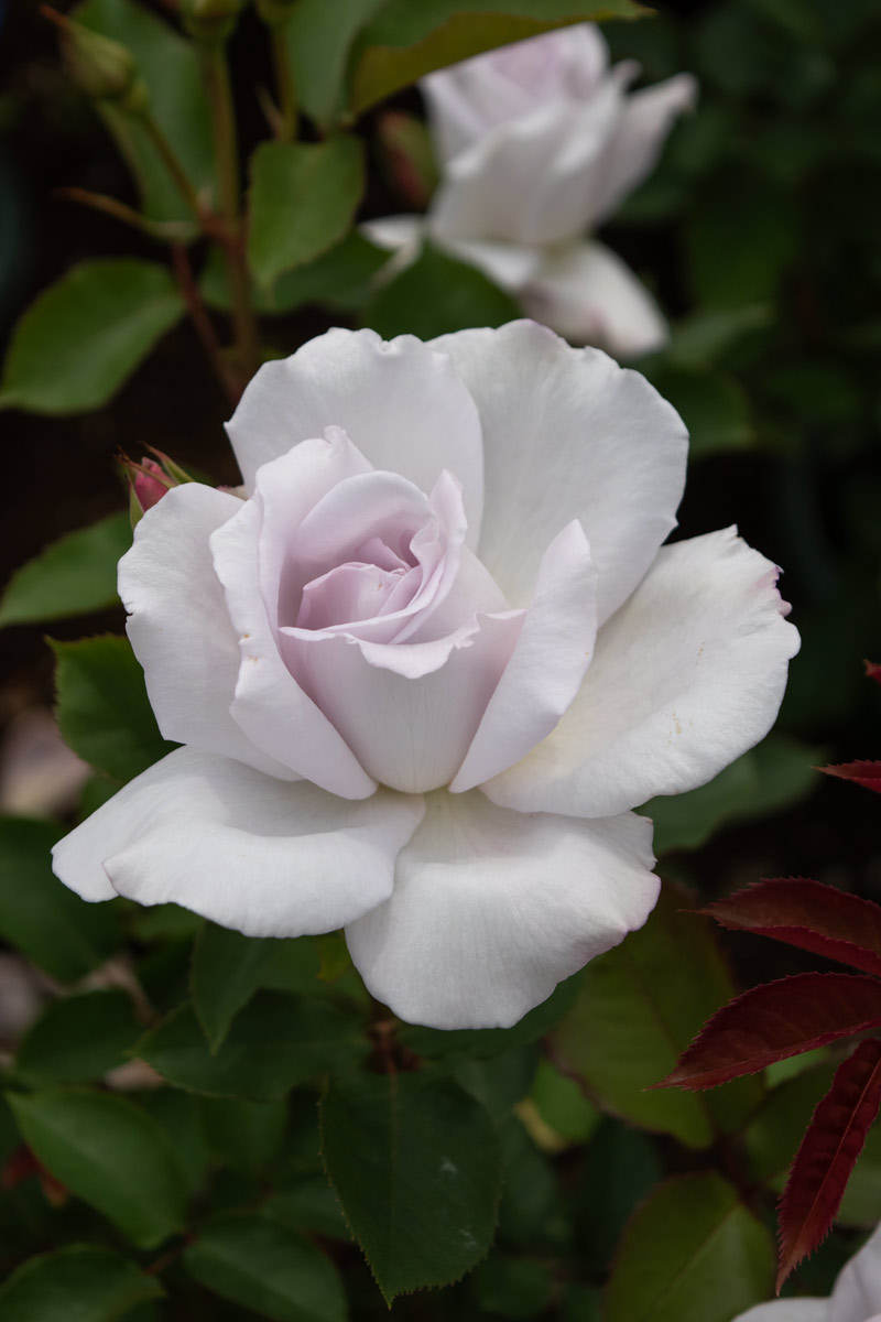 シルバー シャドウズ ｜バラ苗の通販の篠宮バラ園