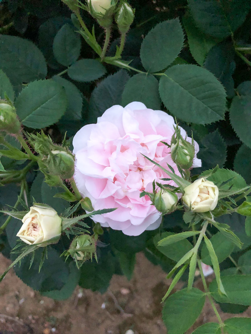 メイデンズ ブラッシュ ｜バラ苗の通販の篠宮バラ園